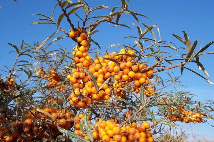 Hippophae rhamnoides